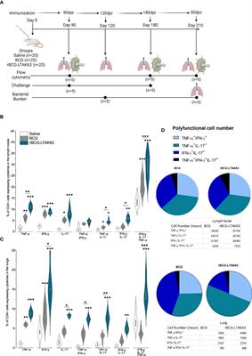 Recombinant BCG expressing the LTAK63 adjuvant increased memory T cells and induced long-lasting protection against Mycobacterium tuberculosis challenge in mice